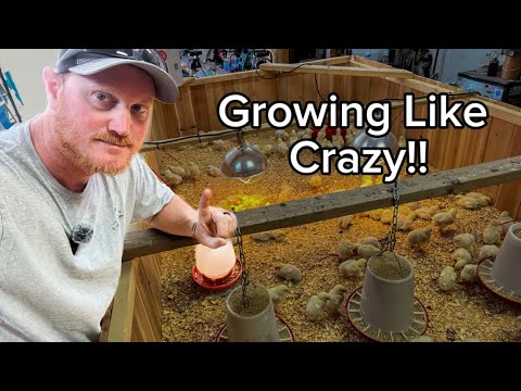 Raising Meat Chickens For Beginners | Week 1