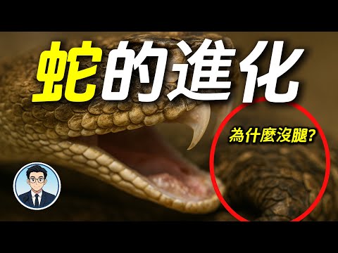 十五分鐘了解蛇的進化｜蛇為什麼沒腿？