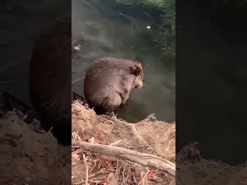 Зачем бобры натирают живот? Секрет выживания в дикой природе