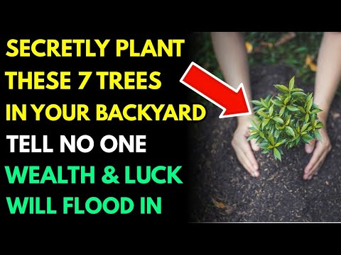Secretly Plant This Tree Behind Your House – Money Will Pour In Nonstop, Wealth for 3 Generations