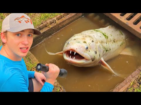 Ich habe 100 Kanalisationen durchsucht – das habe ich entdeckt…