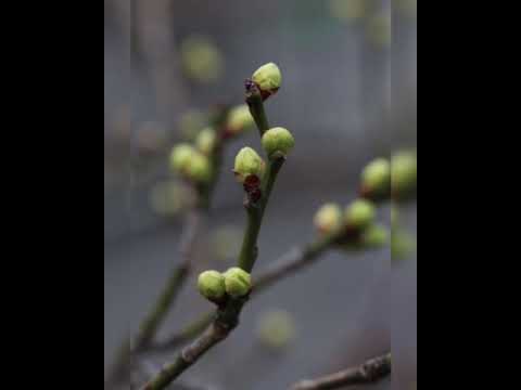 Заняття з ознайомлення з природою "Весна іде - красу несе"