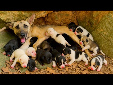 So soothing! The gentle dog mom led me through the jungle to her adorable puppies. 🐶💕