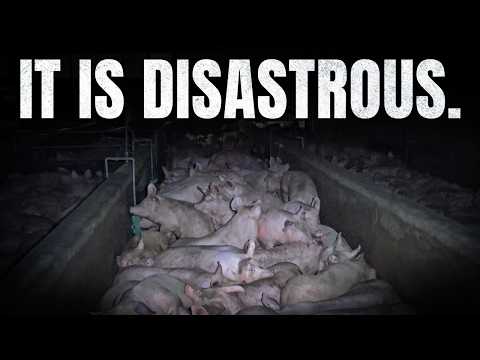 "Feedback": What we Call Feeding Pigs to Pigs