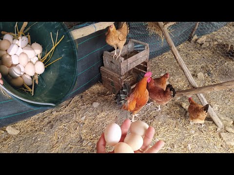 جمع محصول البيض للقطيع رغم الحرارة يبقى المحصول مرتفع الحمد لله بهذه الشروط