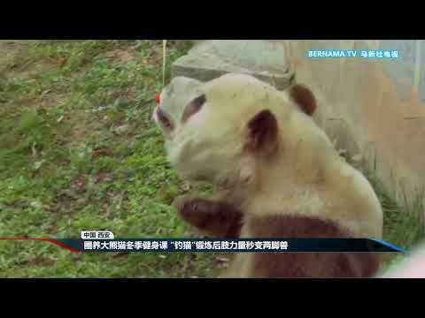 20251216 圈养大熊猫冬季健身课 "钓猫"锻炼后肢力量秒变两脚兽