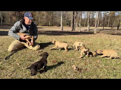 Scratch x Hair Trigger pups at 8 wks