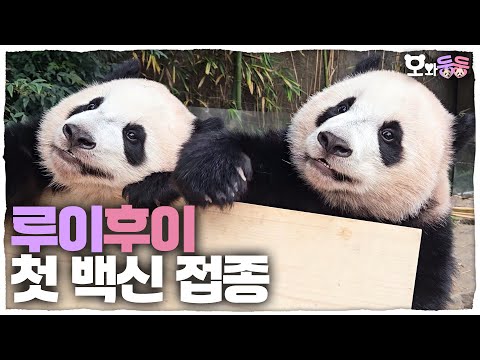 (SUB) Baby Twin Pandas' First Vaccination 🎉│Panda World