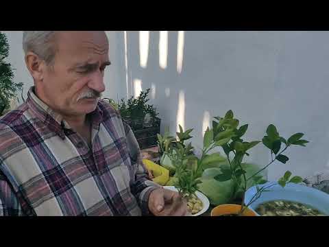 СЕКРЕТЫ прививки лимона!