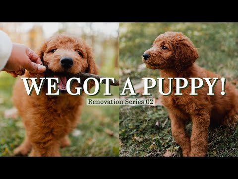 RENOVATIONS EPISODE 2 + A NEW PUPPY