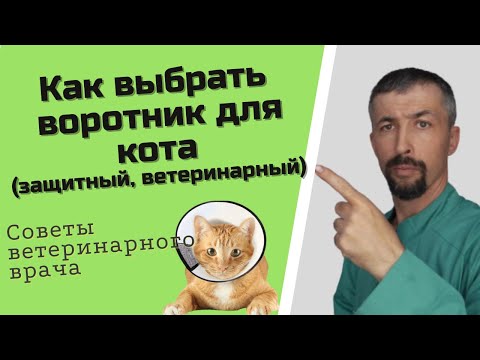 Защитный воротник для кота