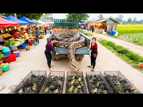 Harvesting Frogs, Use Truck To Transport A Lot Of Frog Go To Market Sell - Meet Giant Pythons