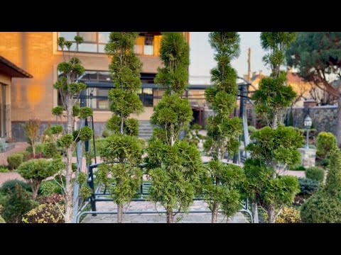 HOW THE SHAPE OF A THUJA CHANGES STAGE-BY-STAGE! "BALL-UP" HAIRCUT! THE SWING IS REMOVED, THE SEA...