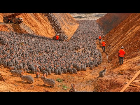China Soltou 1,2 MILHÕES de Coelhos no Deserto Morto – O Fim Inesperado CHOCOU o Mundo