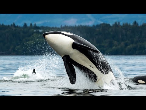 10 Hours Of Majestic Orcas From The Air And From The Boat With Nature Sounds 4K