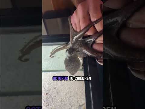 Meet our octopus little Thor!