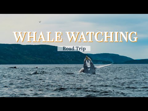 A Crazy Whale Watching Tour in Tadoussac