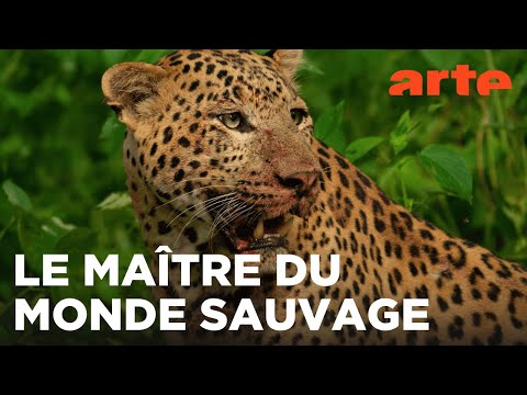 Dynastie de léopards : la guerre du trône | ARTE Évasion