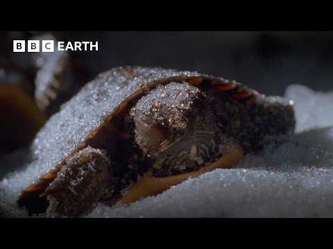 These Turtles Defrost After Freezing in the Winter | BBC Earth