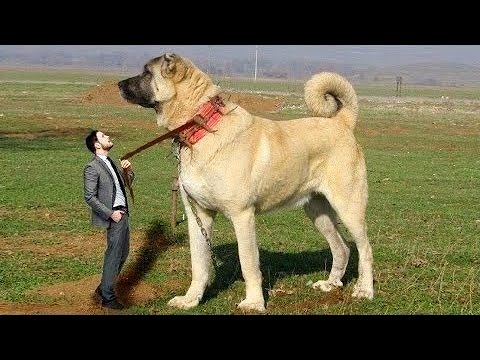Battle of the Giants - Comparing 7 Most Powerful Dog Breeds!