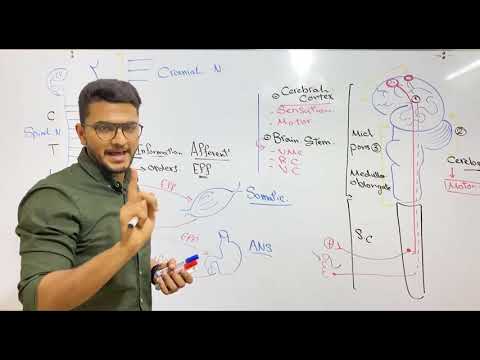Introduction of Nervous system | Dr Nageeb