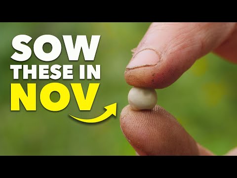 You Must Sow These Seeds in November
