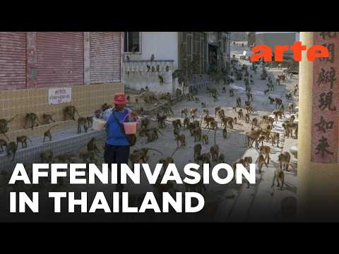 Affen in Thailand - Von wegen wasserscheu! | Reupload | ARTE Fernweh