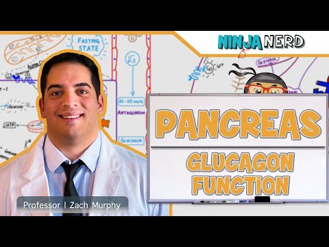 Endocrinology | Pancreas: Glucagon Function