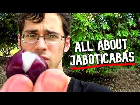 JABOTICABA RAINBOW! - All About The MANY Varieties of This Fruit
