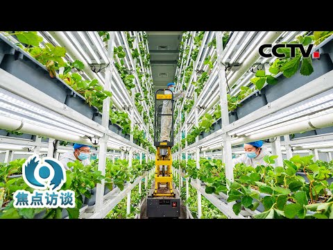 保障粮食安全再升级、实施常态化精准帮扶……“十五五”开局之年,“一号文件”为“三农”工作划重点!| CCTV「焦点访谈」20260203