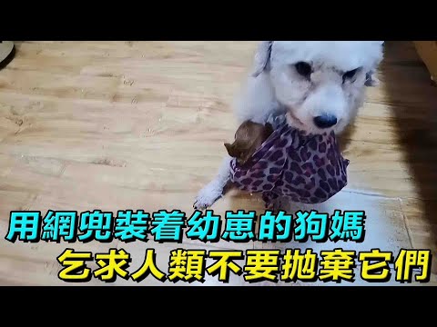 用網兜裝着幼崽的狗媽，因擔心主人搬家將其拋棄，急忙兜起孩子，叼到人類面前求帶走，它只是害怕再次被遺棄！