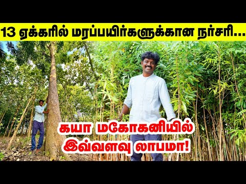 ஏக்கருக்கு 750 கயா மகோகனி... 8 வருடத்தில் பலே லாபம் | khaya mahogany | Pasumai Vikatan
