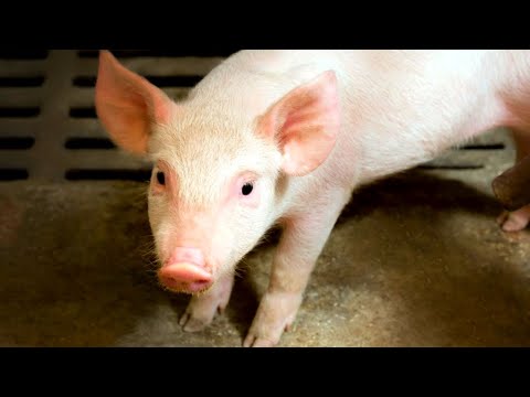 Николай Дроздов рассказывает о свиньях и кабанах 🐖