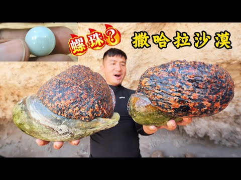 《摩洛哥》第1集:远赴撒哈拉沙漠探寻螺珠,意外遇到上百只大龙虾,场面彻底失控!#撒哈拉沙漠 #赶海 #抓龙虾 #达赫拉 #三毛 #非洲 #ocean