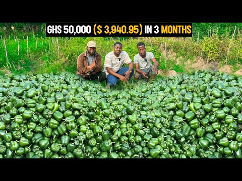 Why Green Pepper is the Most Profitable Vegetable to Grow in Ghana | DETAILED GUIDE! #greenpepper