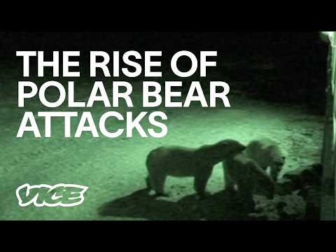 Why Polar Bears Are Increasingly Aggressive Towards Humans (Full Length)