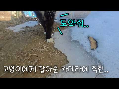 고양이에게 달아준 카메라에 찍힌 뜻밖의 구조 신호