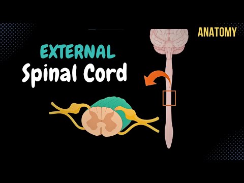 External Spinal Cord (Surface, Segments, Spinal Nerve, Enlargements, Reflex Arch) - Anatomy