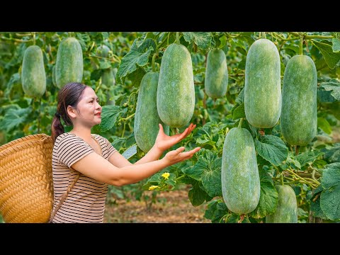 HARVESTING WILD SQUASH | Ancient Method to Dry Squash for Winter Storage