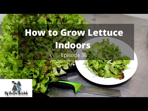 How to Grow Lettuce Indoors All Year Long