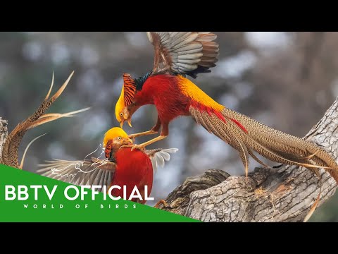 30 Beautiful Birds With Longest Tails That Actually Exist | Wildlife Documentary | BBTV Official