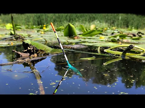 I STUCK IN THE LATTATTY THICKNESS AND CATCHED A BIG FISH. Fishing for crucian carp