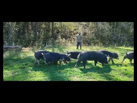 Pasture-Raised Pigs: Moving to a New 2-Acre Paddock