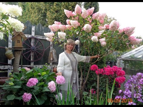 Формируем метельчатую гортензию деревцем