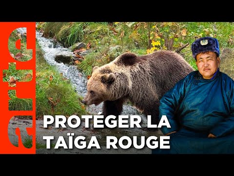 Mongolie, la vallée des ours | Gardiens de la forêt | ARTE
