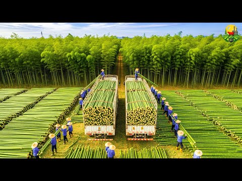 CÓMO CHINA GANA 27 MIL MILLONES con el BAMBÚ 🎋 | Del CULTIVO a la INDUSTRIA MULTIMILLONARIA