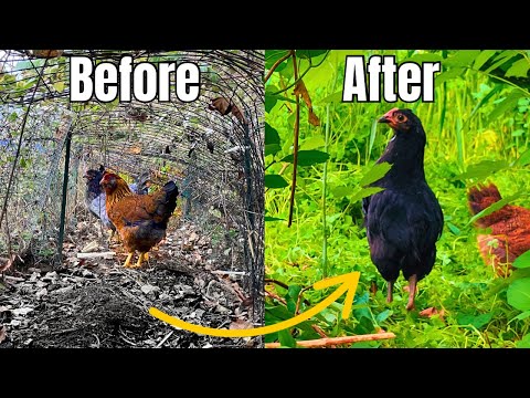 I Built a Food Forest For My Chickens (That Regrows Itself)