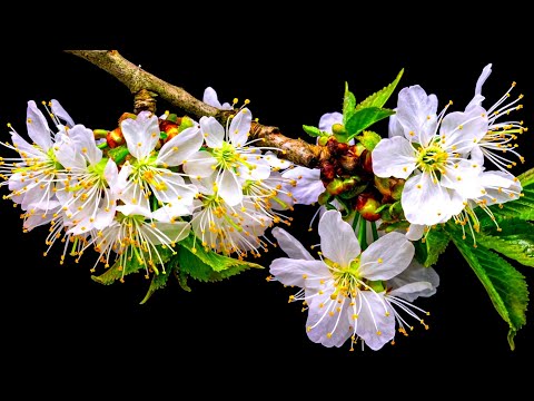 ♫ Музыка для души ( Mariage d'Amour ) ♫