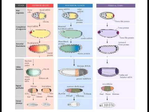 Lecture 5 Drosophila