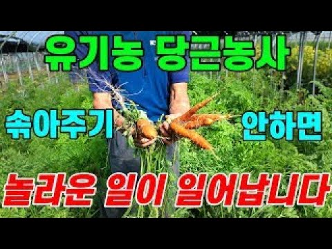 당근농사 농약없이 친환경적으로 발아시키고 크게 키우는 방법 알려드립니다